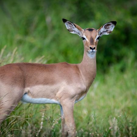Bosveld Villa Marloth Park Zewnętrze zdjęcie