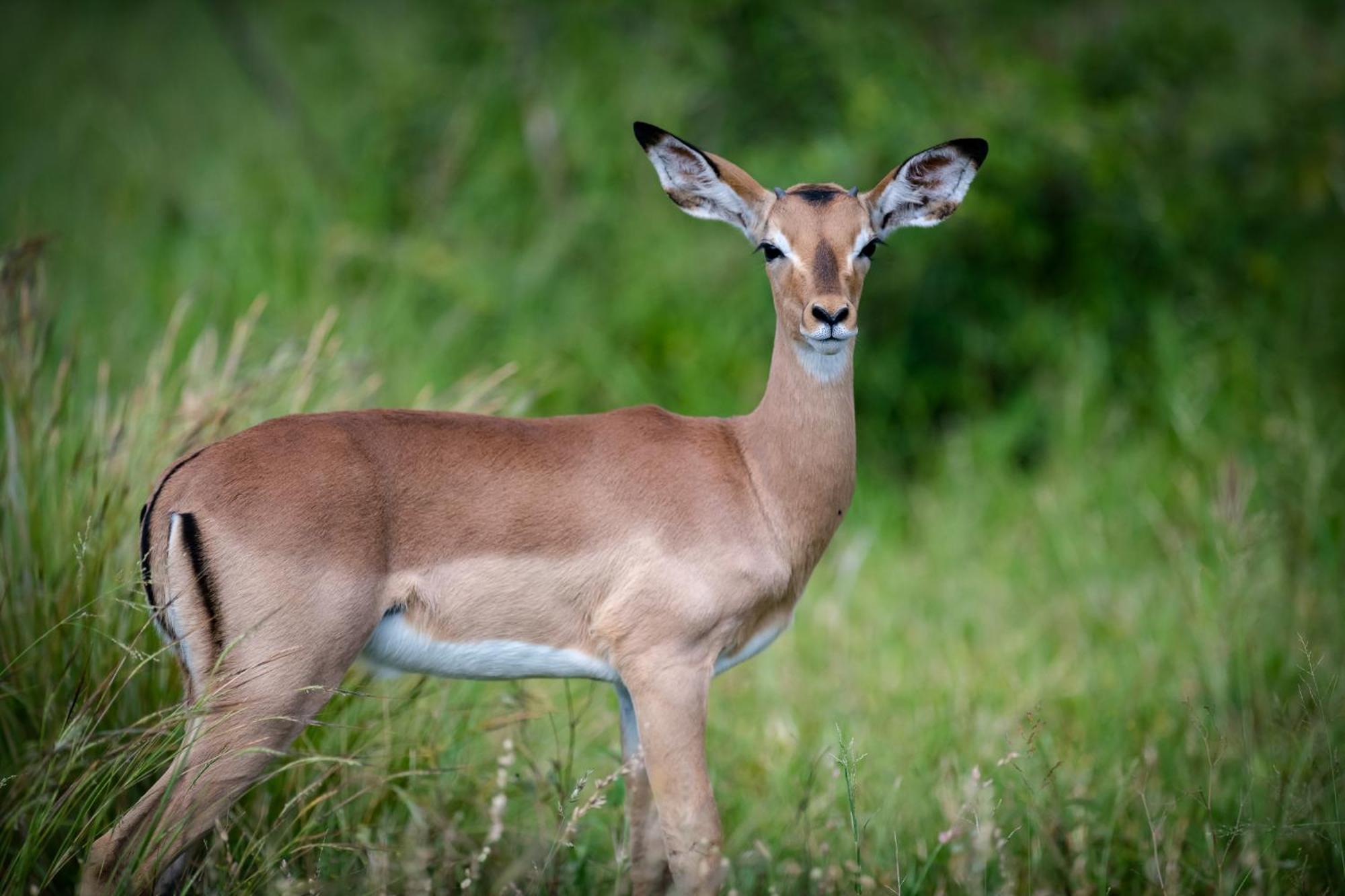 Bosveld Villa Marloth Park Zewnętrze zdjęcie