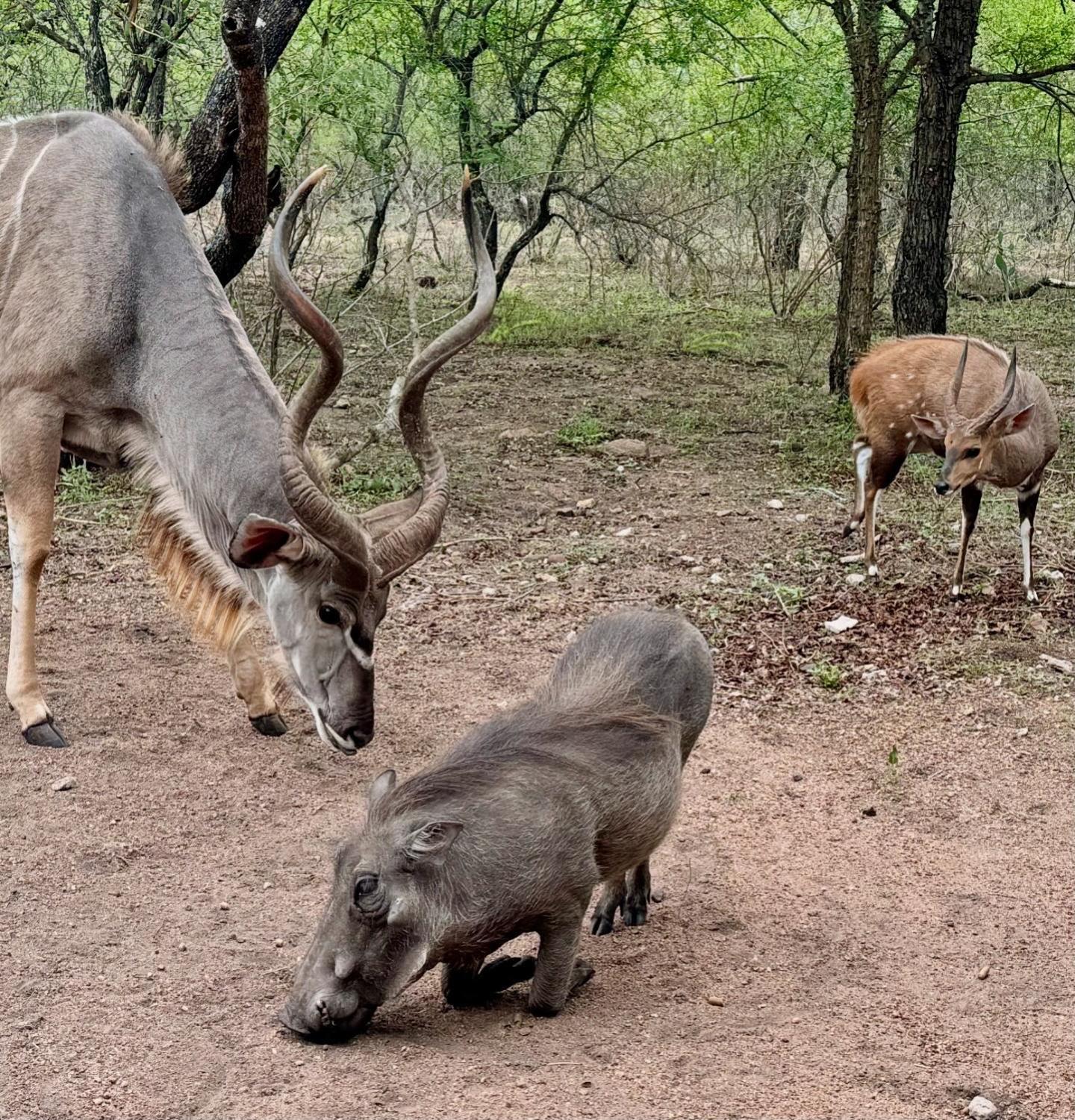 Bosveld Villa Marloth Park Zewnętrze zdjęcie