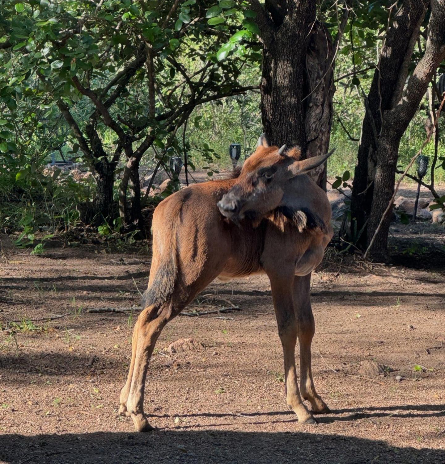 Bosveld Villa Marloth Park Zewnętrze zdjęcie